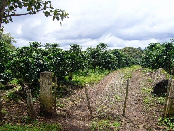 Fields in Costa Rica